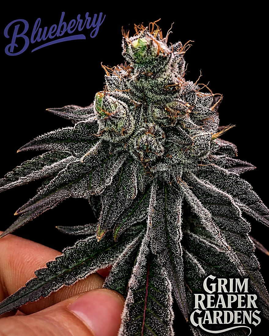 Blueberry — cured flower on the house card