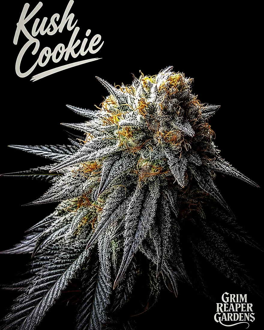 Kush Cookie — cured flower on the house card