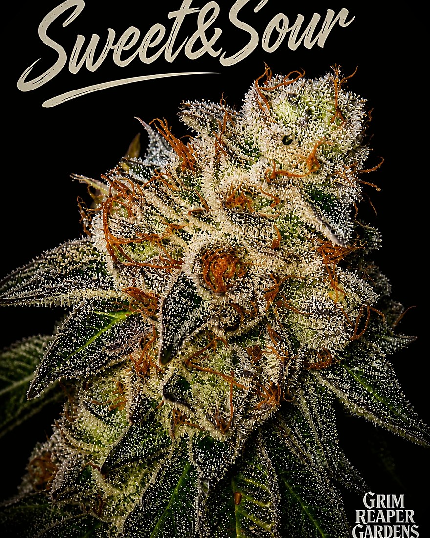 Sweet and Sour — cured flower on the house card