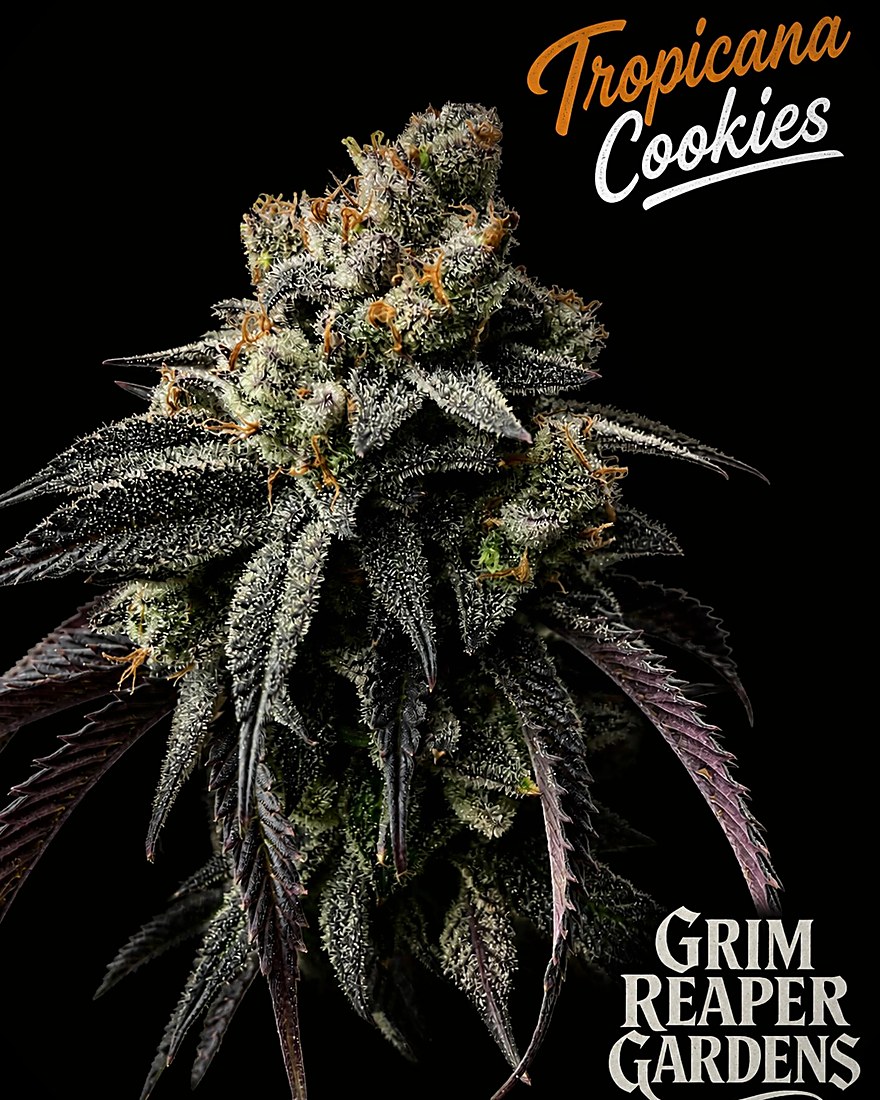 Tropicana Cookies — cured flower on the house card