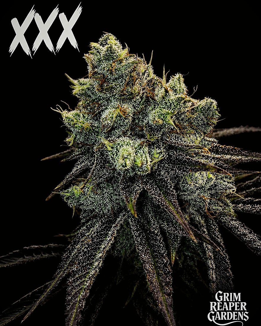 XXX — cured flower on the house card