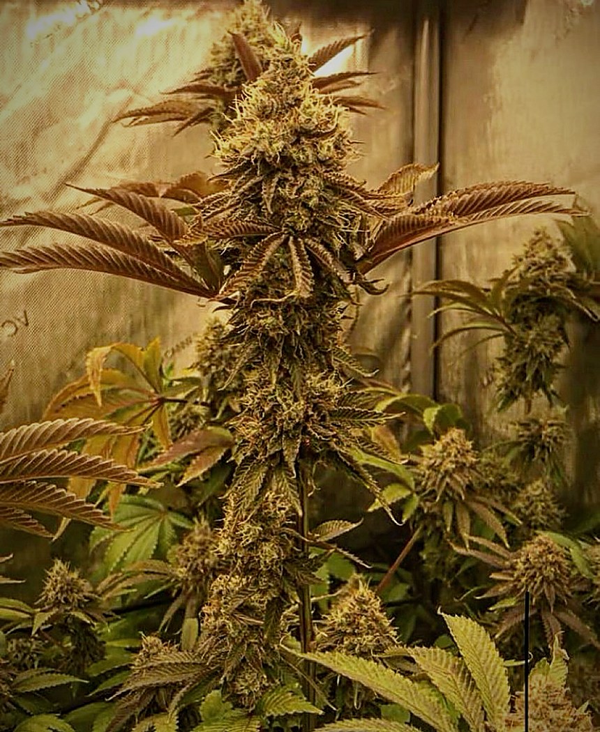 Healthy plants in a dialed-in grow room