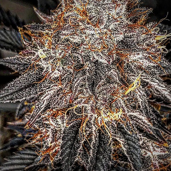 Apex Orange — bright pistils over frosted leaves