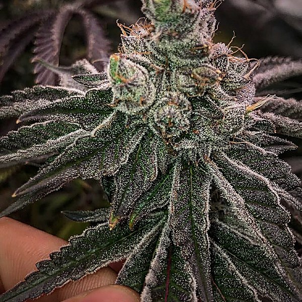 Blueberry Cookies — dense flower on dark ground