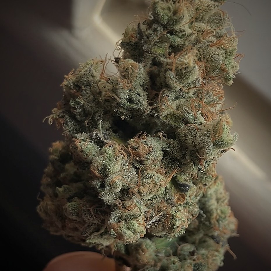 Sour Diesel — cured flower held to the light