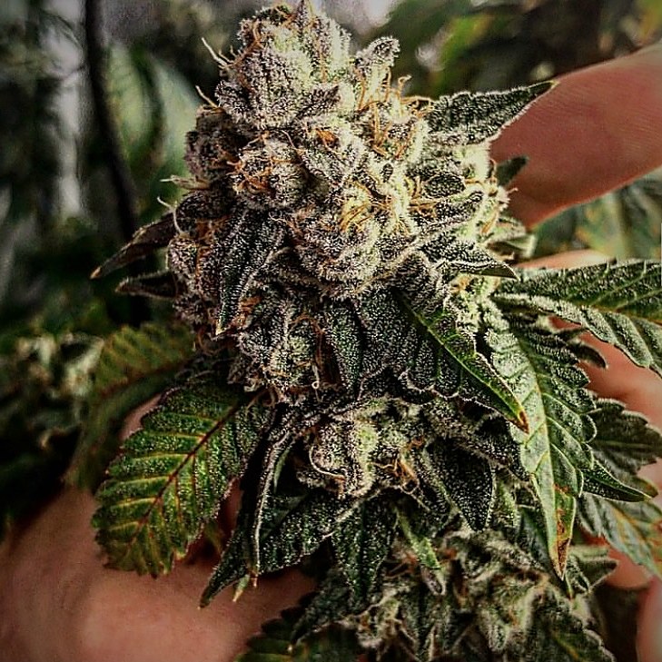 Sweet and Sour — resinous flower in hand