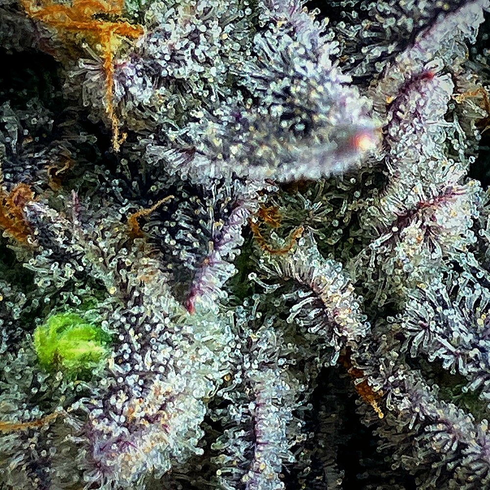 XXX — frost-heavy flower in macro detail